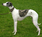 The Whippet shows the characteristic long legs, deep chest, and narrow waist of a sight hound.