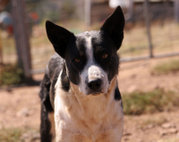 A smooth-coated Border Collie cross