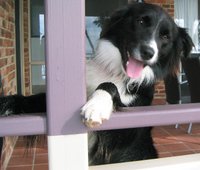 Black and white Border Collie - working Dog or family pet all have a great temperament