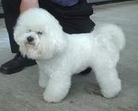 The Bichon Fris, the most recognised Bichon group member