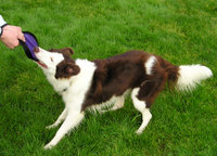 Red and white Border Collie playing a favorite game