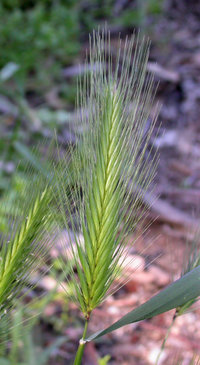 Hordeum murinum, a common source of foxtails in many areas