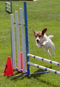 Winged single jumpJump heights, and often course times, are adjusted so that small Dogs such as Jack Russell Terriers compete against similar-sized Dogs.