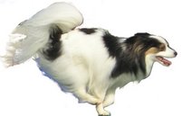 The Papillon is a highly athletic breed.