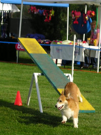 Teeter-totter Dogs, such as this Welsh Corgi, must be in control as it hits the ground but then continue running.