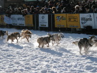 A team of sled Dogs leave the Yukon Quest starting gate, Whitehorse, 2003.