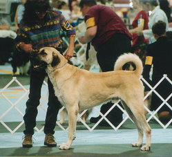 A Kangal Dog show champion.