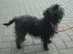 Black is the most common coat colour of the Affenpinscher.