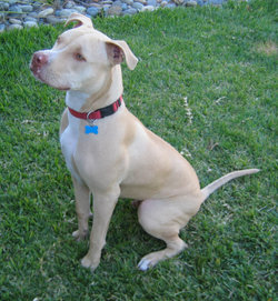 The American Pit Bull Terrier is one of several bull <b>terrier</b> breeds.