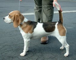 A tri-color Beagle.