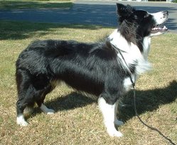 A Border Collie bred to Kennel Club (UK) standards