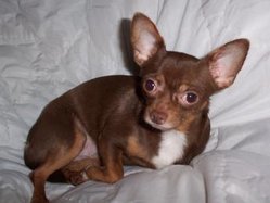 A brown and tan Chihuahua