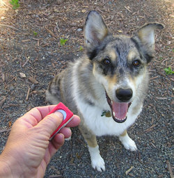 Most Dogs love it when the clicker comes out.