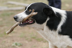 Dogs can easily be trained to retrieve.