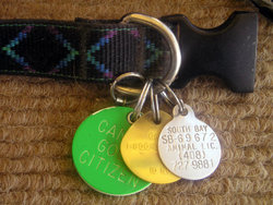 The Dog license tag might be one of several Dog tags worn.