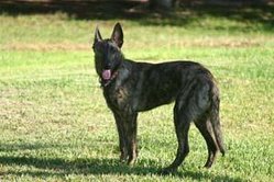 Dutch Shepherd. Taken with permission from the MYPET site.