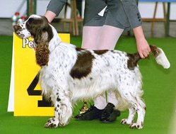 An English Springer Spaniel. In countries where docking is illegal.