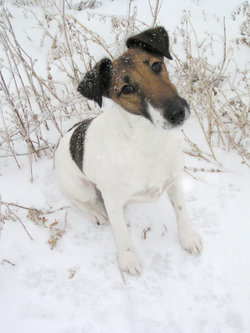 The Smooth Fox Terrier shows a typical perky <b>terrier</b> expression.