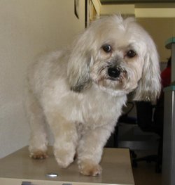 Havanese with short coat, which has either been trimmed or has not grown out yet.