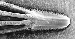 Rachis segment viewed by scanning electron microscope. Note the retrorse barbs on both the rachis and the pedicels.