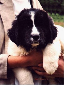 A Landseer puppy