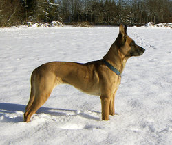 Belgian Malinois, one of four kinds of Belgian Shepherd Dogs.