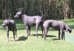 Group of three Mexican Hairless Dogs