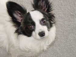 The Papillon's large, butterfly-like ears gave the breed its name.