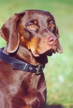 A polish scenthound.