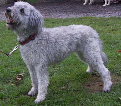 Pumi is a medium-small terrier-type breed of Dog