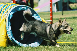 Vallhund doing a Dog agility tunnel