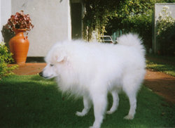 An unusual 18-year old Spitz still looks young.