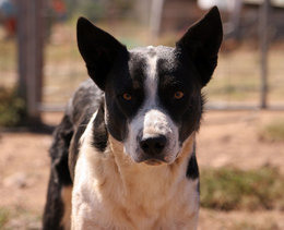 This working Dog is a border collie mix.