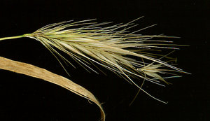 The spike of Hordeum murinum disarticulates into clusters of three spikelets