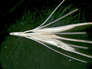 Each spikelet cluster is held together by a portion of the rachis