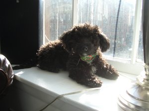 This Maltipoo lies down in the heat of a sunlit windowsill.