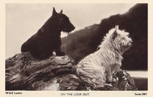 A Scottish Terrier and a West Highland White Terrier