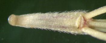 The rachis segment, sometimes called a "callus", is hardened, and covered with retrorse barbs