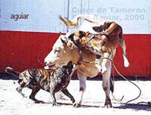 Contemporary picture of Bull-baiting