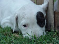 Some Dogo Argentino's such as this pup have a black patch on the eye due to Bull Terrier ancestry.Only a patch on the eye is allowed