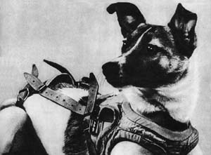 Laika, shown here in a harness, died from stress and overheating several hours after being launched into space.