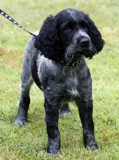 Ten week old Large Munsterlander puppy