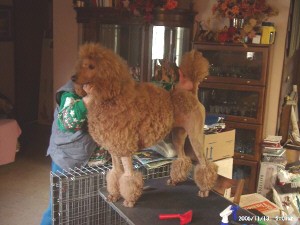This young red Standard Poodle is in Continental clip, one of the three acceptable show clips.